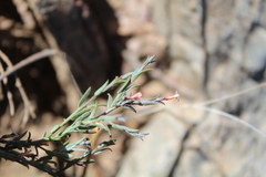 Muraltia muraltioides