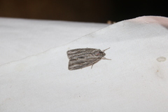 Acronicta lithospila