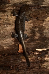 Ambystoma talpoideum