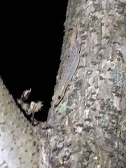 Hemiphyllodactylus typus