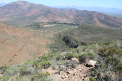 Muraltia muraltioides