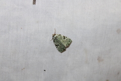 Leuconycta diphteroides