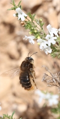 Xylocopa cantabrita