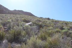 Muraltia muraltioides