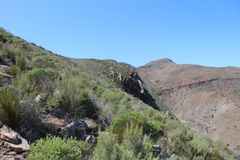 Muraltia muraltioides