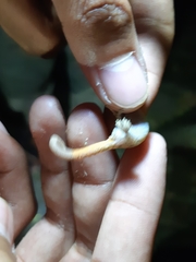 Hemiphyllodactylus typus