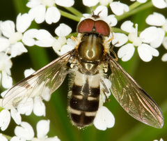 Leucozona laternaria