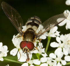 Leucozona laternaria