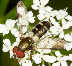 Leucozona laternaria