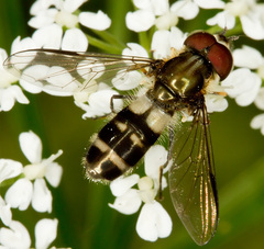 Leucozona laternaria