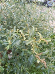 Atriplex