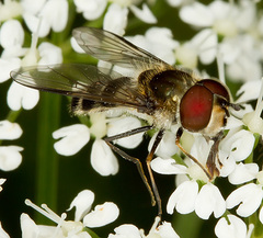 Leucozona laternaria