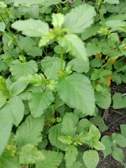 Malvastrum coromandelianum