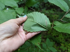 Phyllonorycter argentinotella