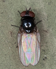 Lonchaea sylvatica