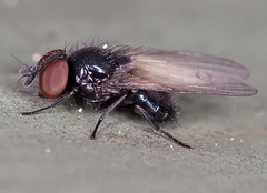 Lonchaea sylvatica