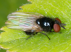 Lonchaea