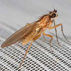 Lonchoptera bifurcata