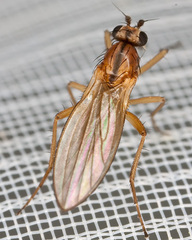 Lonchoptera bifurcata