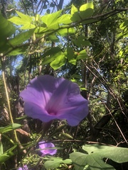 Ipomoea setosa melanotricha