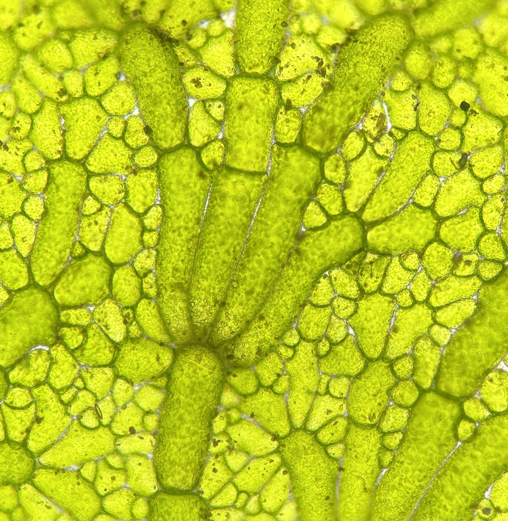 Anadyomene stellata