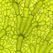 Anadyomene stellata - Photo (c) Thomas Irvine, μερικά δικαιώματα διατηρούνται (CC BY), uploaded by Thomas Irvine