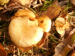 Pholiota terrestris