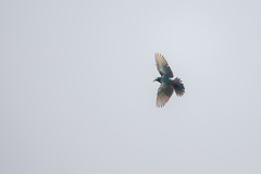 Lamprotornis acuticaudus