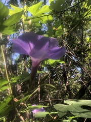 Ipomoea setosa melanotricha