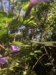 Ipomoea setosa melanotricha