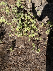 Abutilon abutiloides