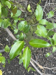 Aristotelia chilensis