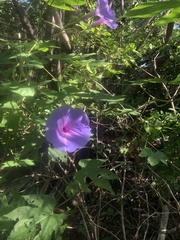 Ipomoea setosa melanotricha