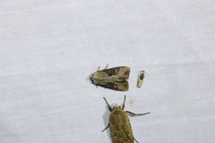 Lateroligia ophiogramma