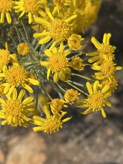 Euryops thunbergii
