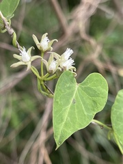 Cynanchum mossambicense