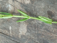 Scutellaria racemosa