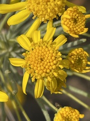 Euryops thunbergii