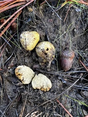 Rhizopogon
