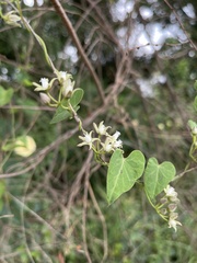 Cynanchum mossambicense