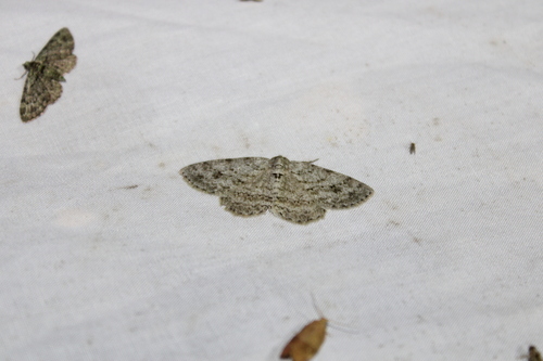 Small Engrailed photo 5
