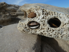 Lithophaga lithophaga