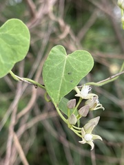 Cynanchum mossambicense