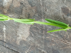 Scutellaria racemosa