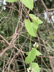 Cynanchum mossambicense