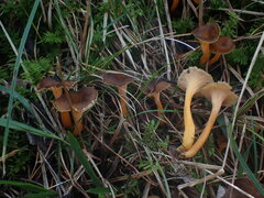 Craterellus lutescens