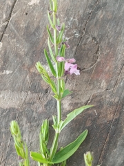Scutellaria racemosa