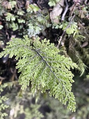 Hymenophyllum plicatum