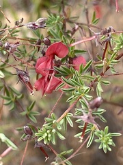Indigofera dillwynioides