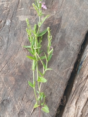 Scutellaria racemosa